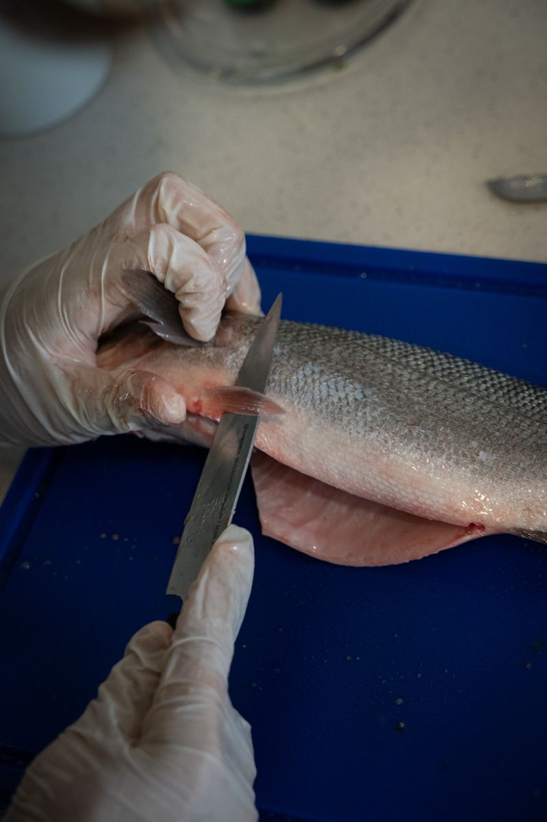Mãos com luvas a filetar um robalo numa tábua azul