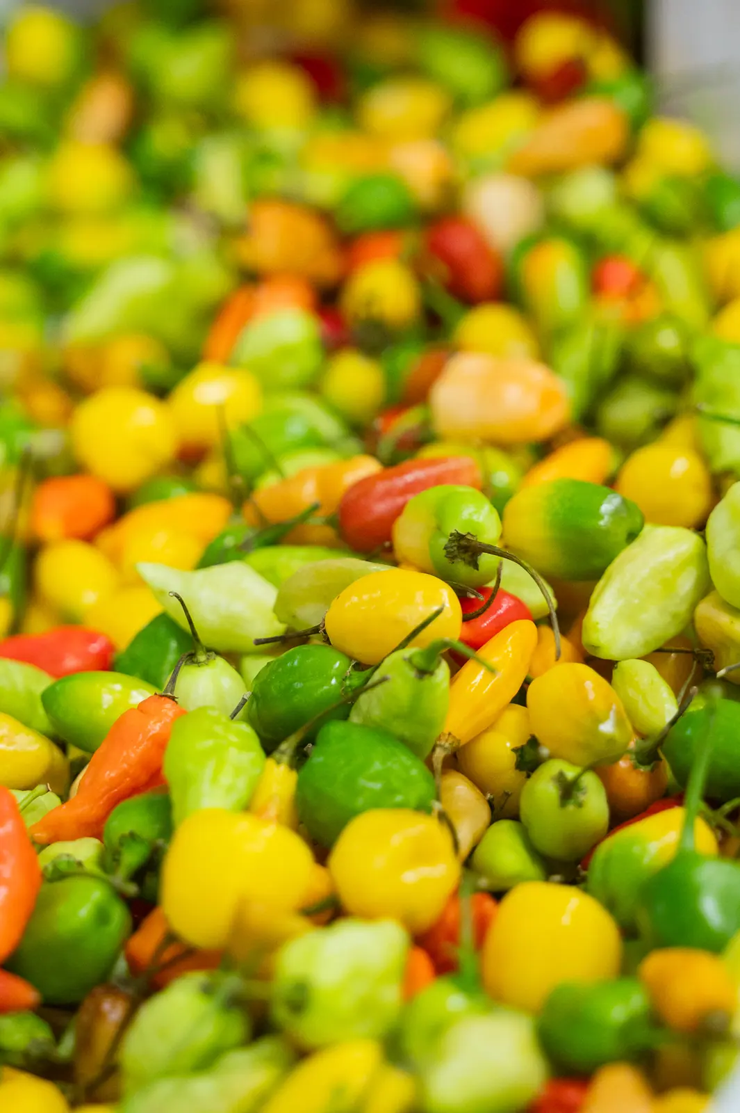 Close-up of colourful yellow, green and red peppers