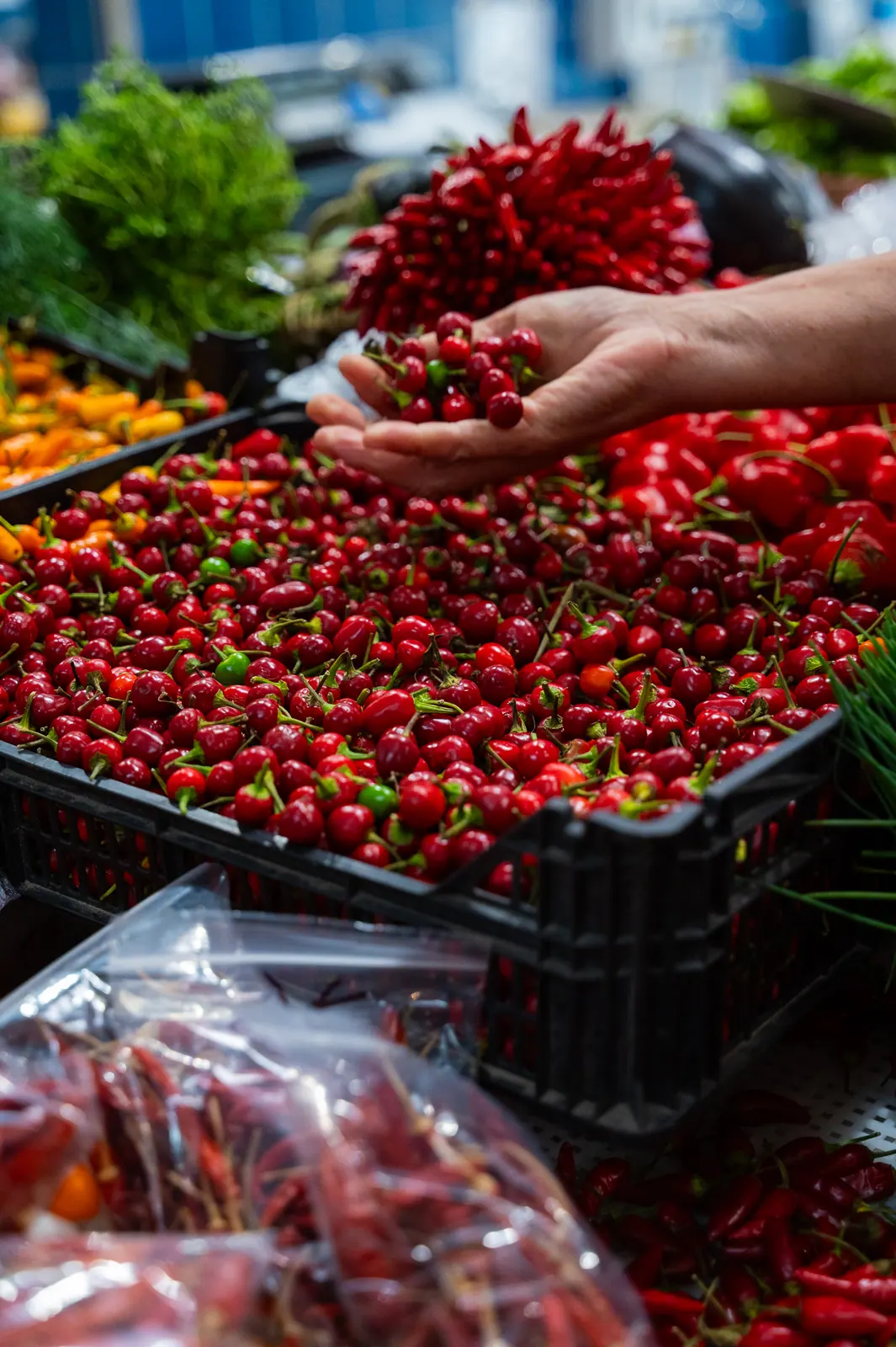 Hand holding fresh red chilli peppers above a market crate